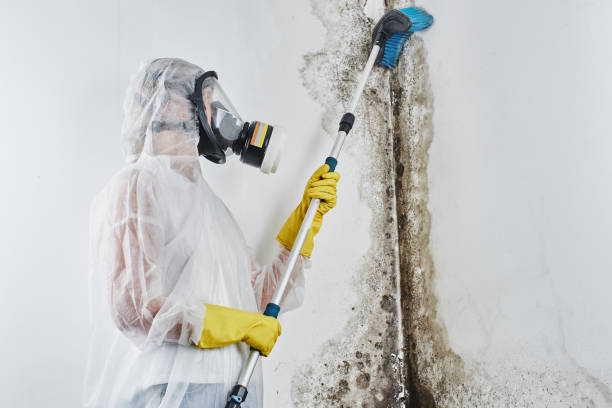 Best Professional Mold Removal  in Clarks Green, PA
