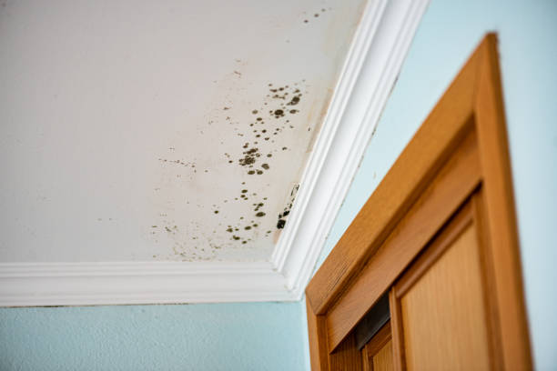 Mold Testing and Removal in Clarks Green, PA