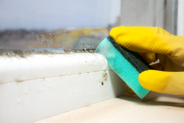 Best Mold Remediation Experts  in Clarks Green, PA