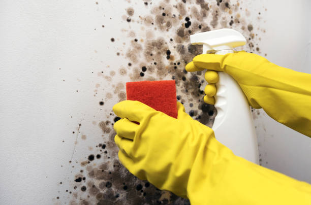 Best Local Mold Removal Service  in Clarks Green, PA