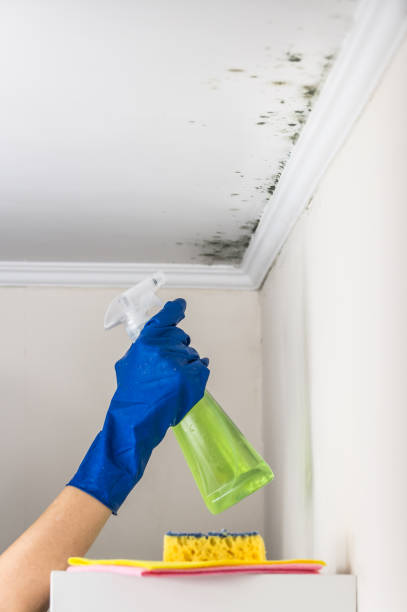 Best Black Mold Removal  in Clarks Green, PA