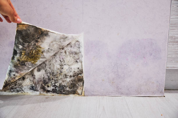 Best Affordable Mold Removal  in Clarks Green, PA